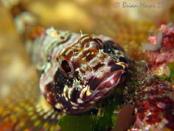 A smiling (well sort of ) Scaly-headed Triplefin (Karalep... by Brian Mayes 